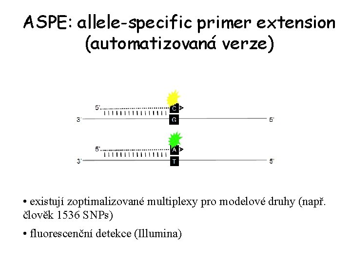 ASPE: allele-specific primer extension (automatizovaná verze) • existují zoptimalizované multiplexy pro modelové druhy (např.