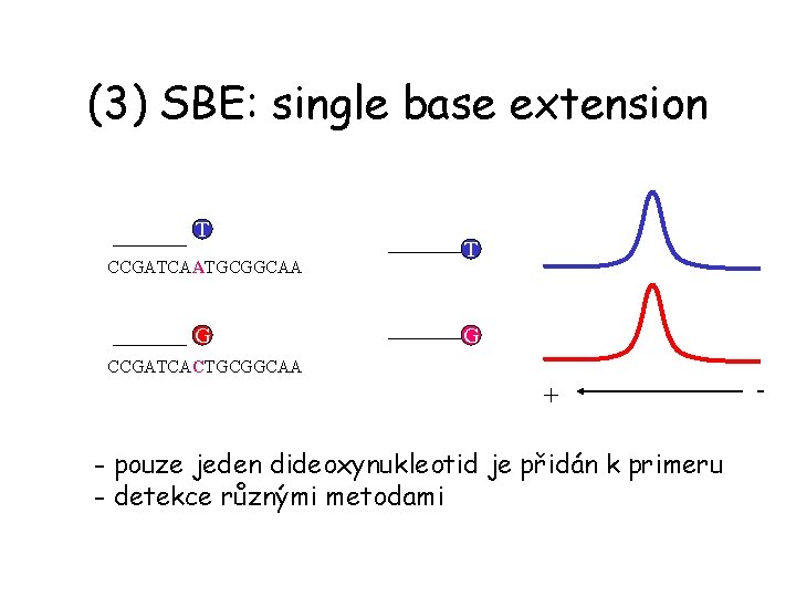 (3) SBE: single base extension T CCGATCAATGCGGCAA G T G CCGATCACTGCGGCAA + - pouze