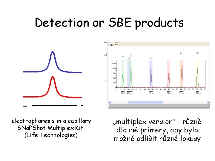 Detection or SBE products + - electrophoresis in a capillary SNa. PShot Multiplex Kit