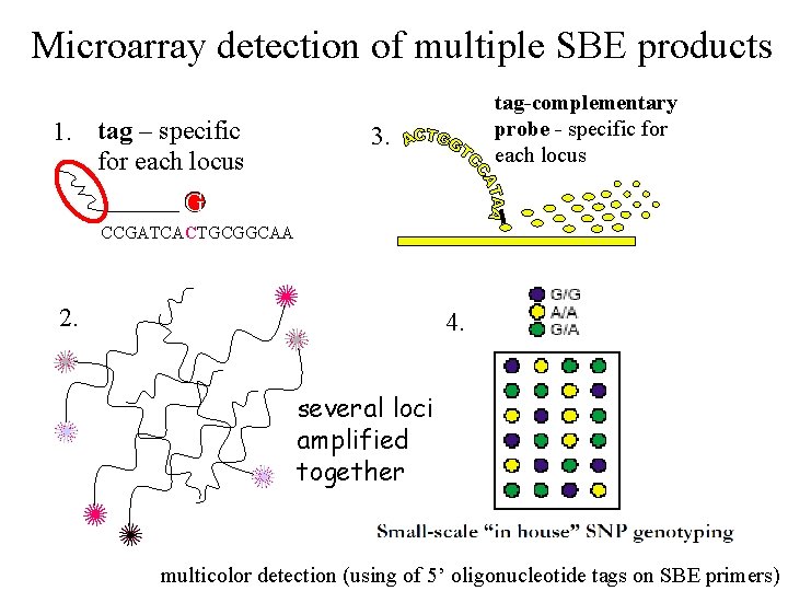 Microarray detection of multiple SBE products 1. tag – specific for each locus tag-complementary