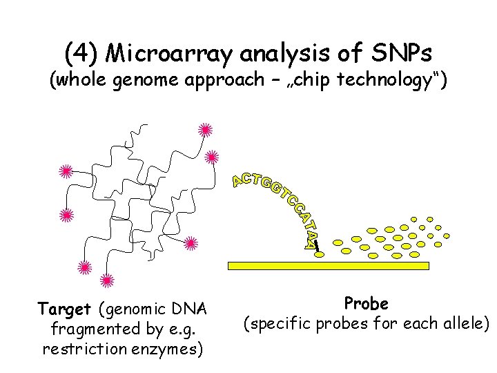 (4) Microarray analysis of SNPs (whole genome approach – „chip technology“) Target (genomic DNA