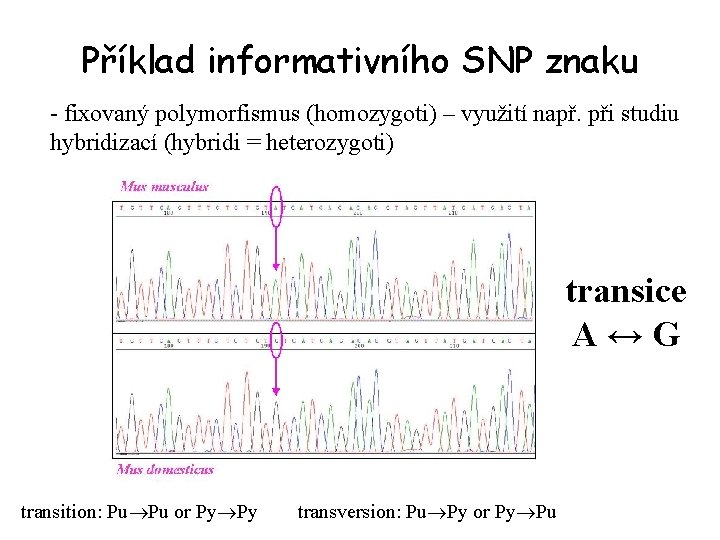 Příklad informativního SNP znaku - fixovaný polymorfismus (homozygoti) – využití např. při studiu hybridizací