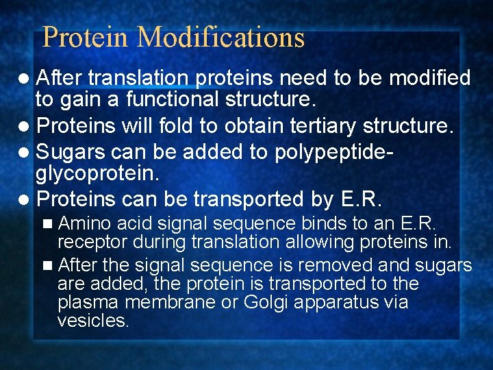 Protein Modifications l After translation proteins need to be modified to gain a functional