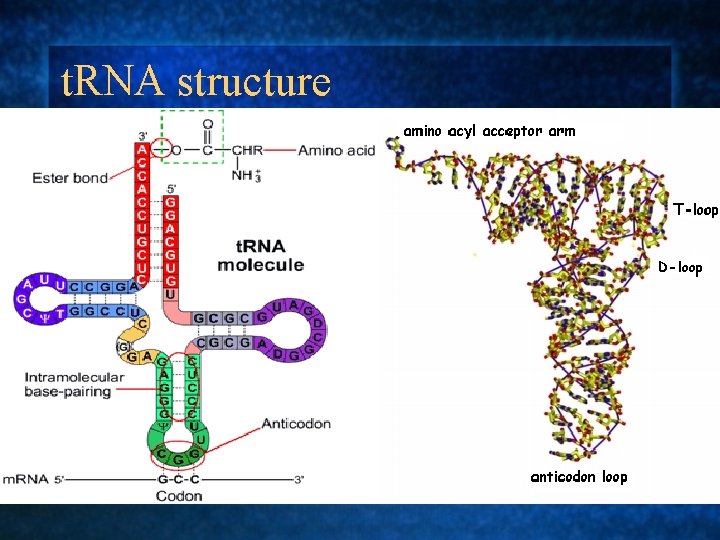 t. RNA structure 