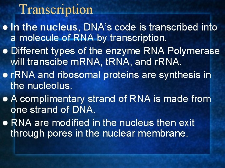 Transcription l In the nucleus, DNA’s code is transcribed into a molecule of RNA