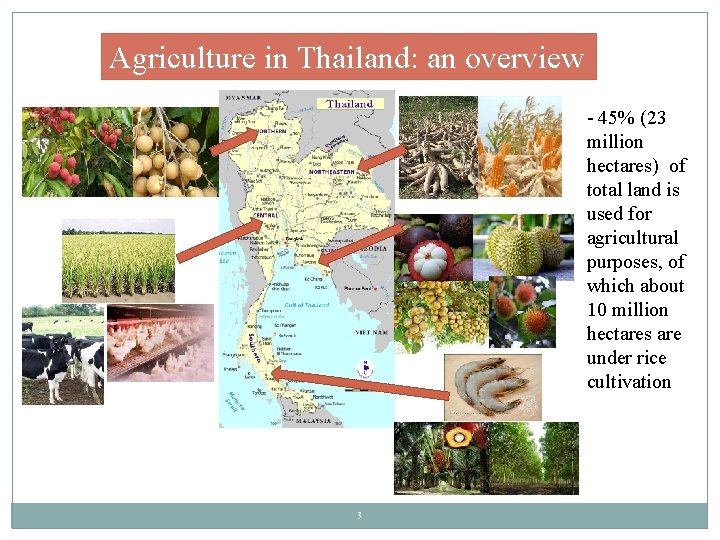 Agriculture in Thailand: an overview - 45% (23 million hectares) of total land is