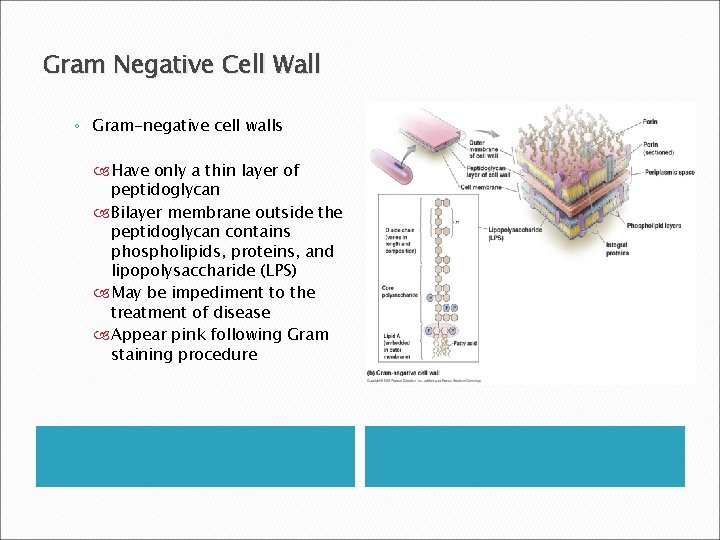 Gram Negative Cell Wall ◦ Gram-negative cell walls Have only a thin layer of