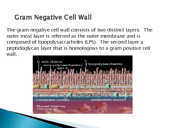 Gram Negative Cell Wall The gram negative cell wall consists of two distinct layers.