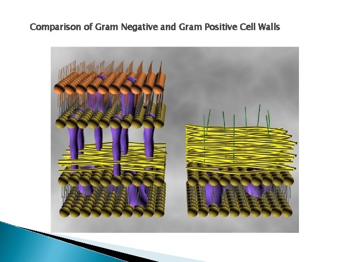 Comparison of Gram Negative and Gram Positive Cell Walls 