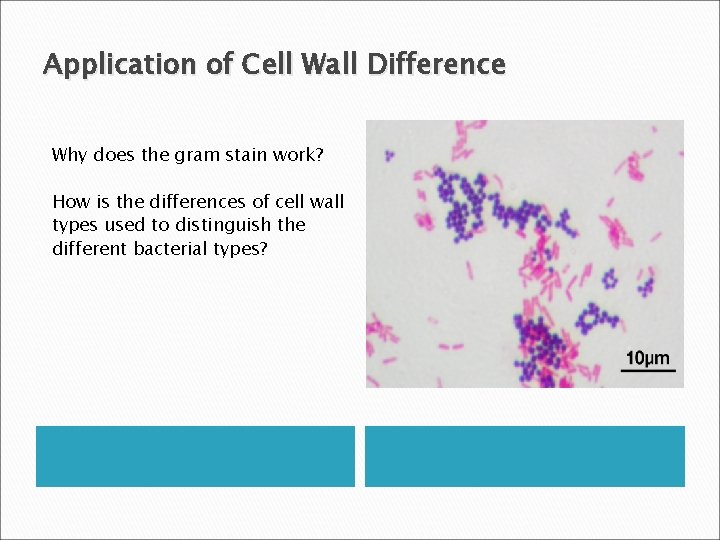 Application of Cell Wall Difference Why does the gram stain work? How is the