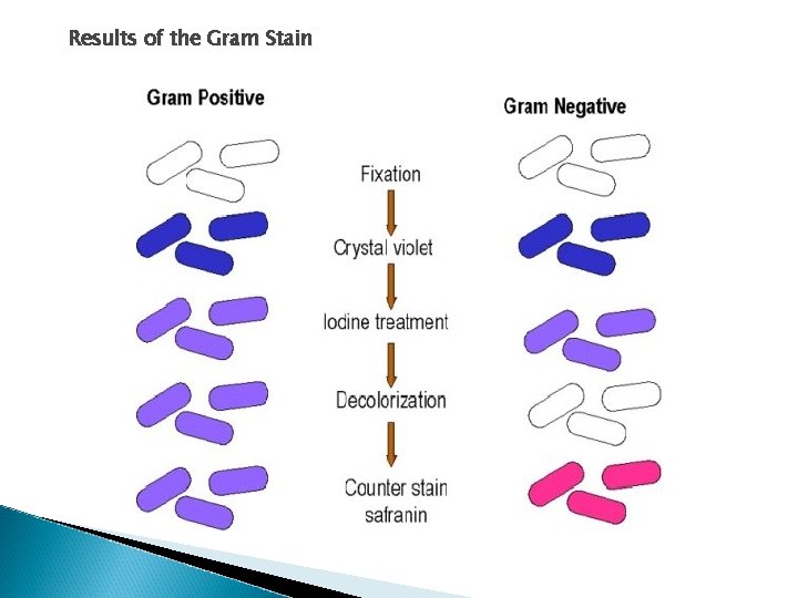 Results of the Gram Stain 