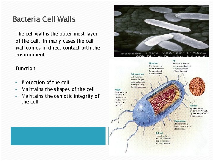 Bacteria Cell Walls The cell wall is the outer most layer of the cell.