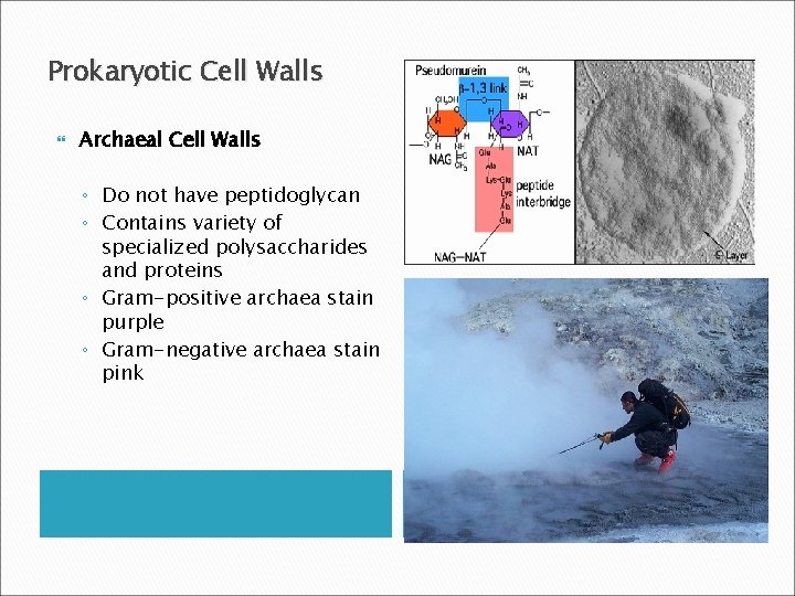 Prokaryotic Cell Walls Archaeal Cell Walls ◦ Do not have peptidoglycan ◦ Contains variety