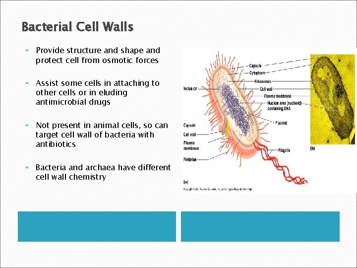 Bacterial Cell Walls Provide structure and shape and protect cell from osmotic forces Assist