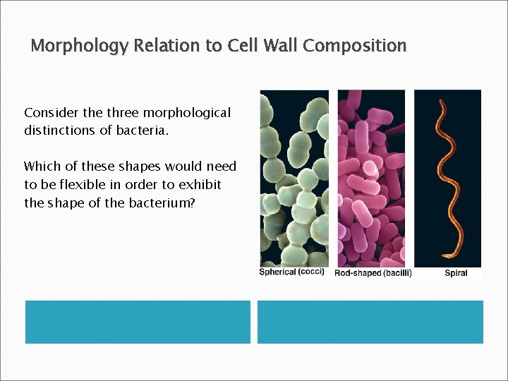 Morphology Relation to Cell Wall Composition Consider the three morphological distinctions of bacteria. Which