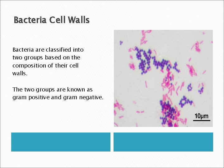 Bacteria Cell Walls Bacteria are classified into two groups based on the composition of