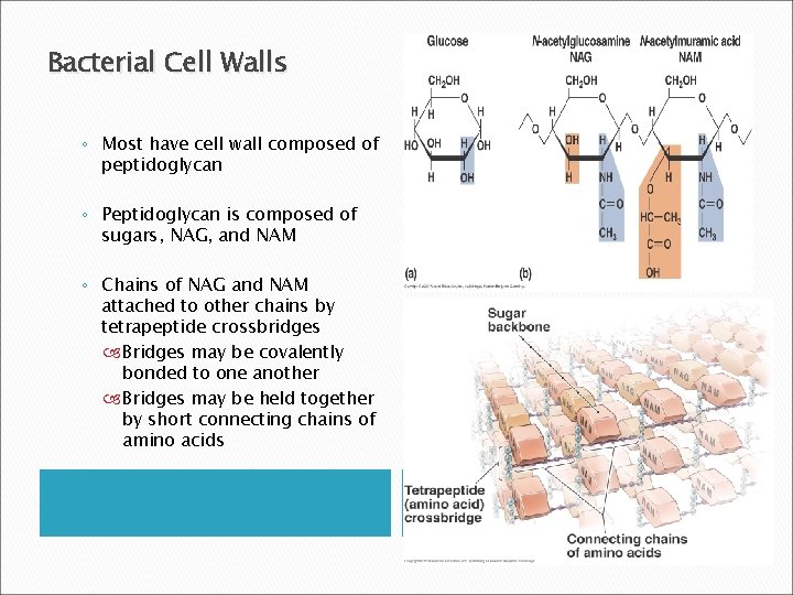 Bacterial Cell Walls ◦ Most have cell wall composed of peptidoglycan ◦ Peptidoglycan is