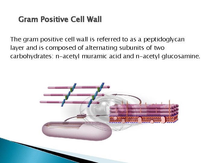 Gram Positive Cell Wall The gram positive cell wall is referred to as a