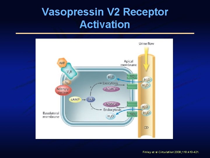 Vasopressin V 2 Receptor Activation Finley et al Circulation 2008; 118: 410 -421. 