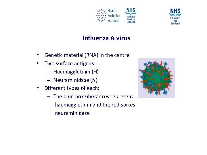 Influenza A virus • Genetic material (RNA) in the centre • Two surface antigens: