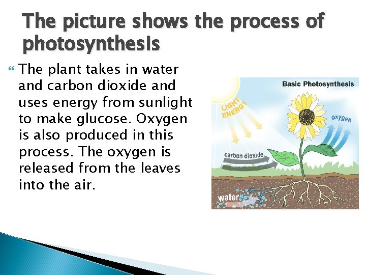 The picture shows the process of photosynthesis The plant takes in water and carbon