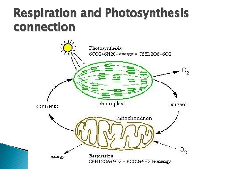 Respiration and Photosynthesis connection 