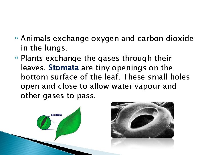  Animals exchange oxygen and carbon dioxide in the lungs. Plants exchange the gases