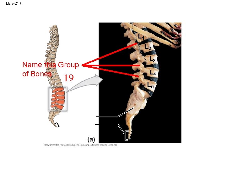 LE 7 -21 a L 1 L 2 Name this Group of Bones 19 LE 7 -21 a L 1 L 2 Name this Group of Bones 19