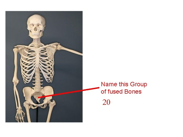 Name this Group of fused Bones 20 Name this Group of fused Bones 20