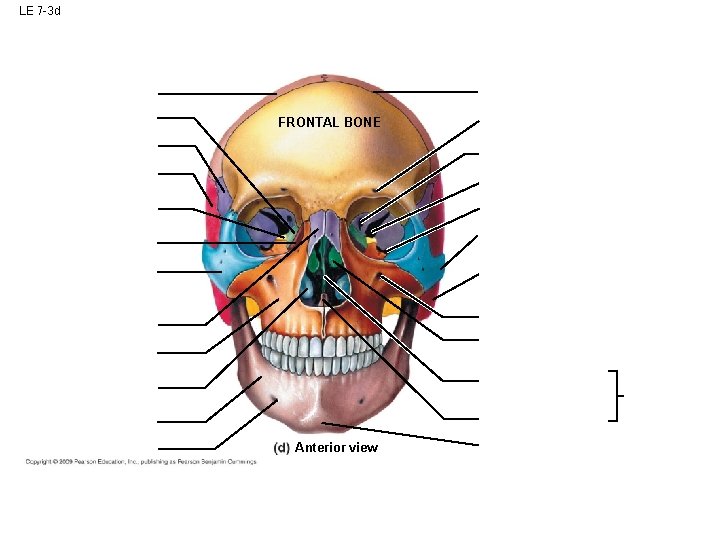 LE 7 -3 d FRONTAL BONE Anterior view LE 7 -3 d FRONTAL BONE Anterior view