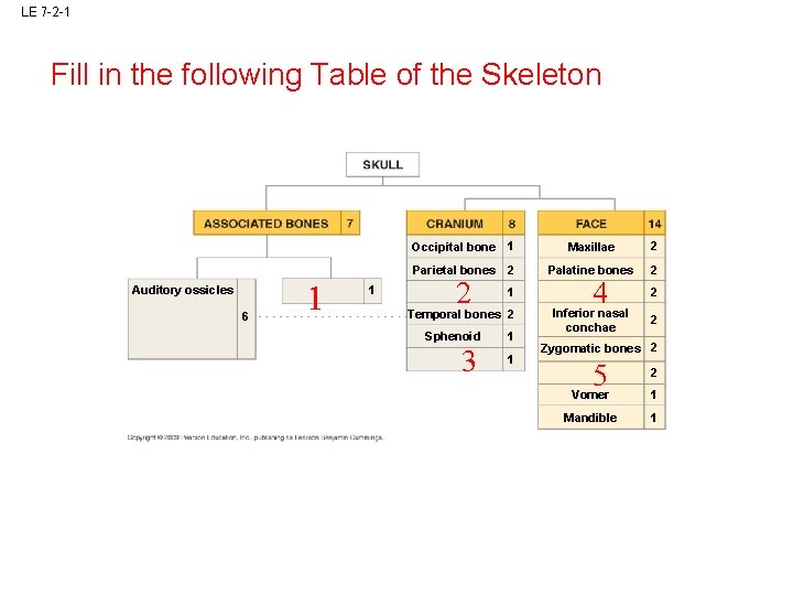 LE 7 -2 -1 Fill in the following Table of the Skeleton Auditory ossicles LE 7 -2 -1 Fill in the following Table of the Skeleton Auditory ossicles