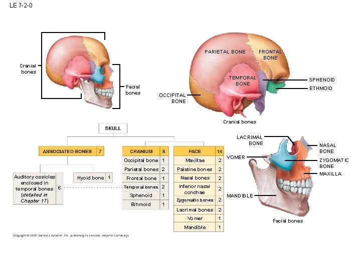 LE 7 -2 -0 PARIETAL BONE FRONTAL BONE Cranial bones Facial bones TEMPORAL BONE LE 7 -2 -0 PARIETAL BONE FRONTAL BONE Cranial bones Facial bones TEMPORAL BONE