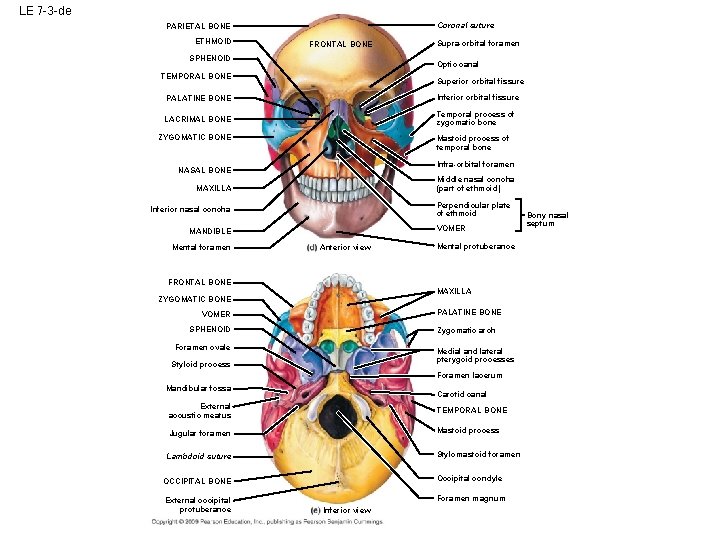 LE 7 -3 -de Coronal suture PARIETAL BONE ETHMOID FRONTAL BONE SPHENOID Supra-orbital foramen LE 7 -3 -de Coronal suture PARIETAL BONE ETHMOID FRONTAL BONE SPHENOID Supra-orbital foramen