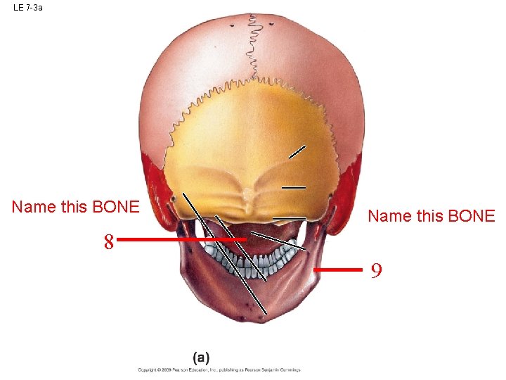 LE 7 -3 a Name this BONE 8 9 LE 7 -3 a Name this BONE 8 9