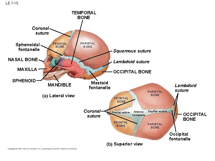 LE 7 -15 TEMPORAL BONE Coronal suture Sphenoidal fontanelle FRONTAL BONE PARIETAL BONE Squamous LE 7 -15 TEMPORAL BONE Coronal suture Sphenoidal fontanelle FRONTAL BONE PARIETAL BONE Squamous