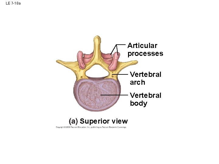 LE 7 -18 a Articular processes Vertebral arch Vertebral body Superior view LE 7 -18 a Articular processes Vertebral arch Vertebral body Superior view