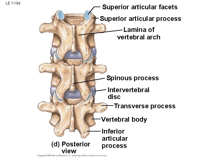 LE 7 -18 d Superior articular facets Superior articular process Lamina of vertebral arch LE 7 -18 d Superior articular facets Superior articular process Lamina of vertebral arch