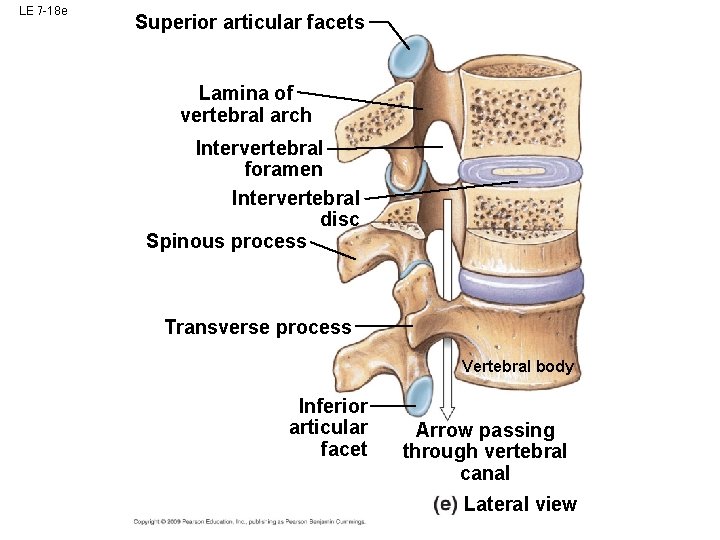 LE 7 -18 e Superior articular facets Lamina of vertebral arch Intervertebral foramen Intervertebral LE 7 -18 e Superior articular facets Lamina of vertebral arch Intervertebral foramen Intervertebral