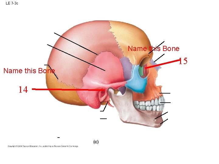 LE 7 -3 c Name this Bone 15 Name this Bone 14 LE 7 -3 c Name this Bone 15 Name this Bone 14