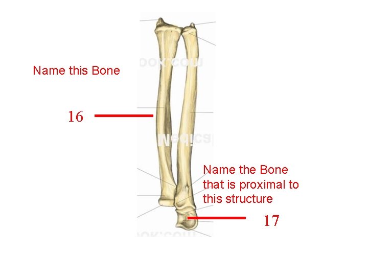 Name this Bone 16 Name the Bone that is proximal to this structure 17 Name this Bone 16 Name the Bone that is proximal to this structure 17