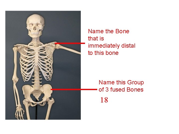 Name the Bone that is immediately distal to this bone Name this Group of Name the Bone that is immediately distal to this bone Name this Group of