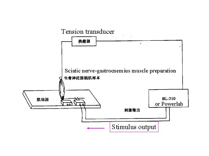 Tension transducer Sciatic nerve-gastrocnemius muscle preparation or Powerlab Stimulus output 