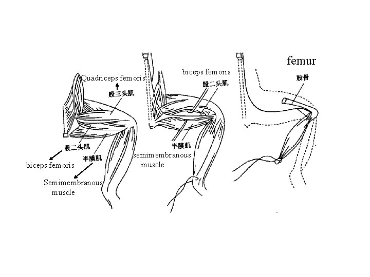 Quadriceps femoris biceps femoris Semimembranous muscle biceps femoris semimembranous muscle femur 
