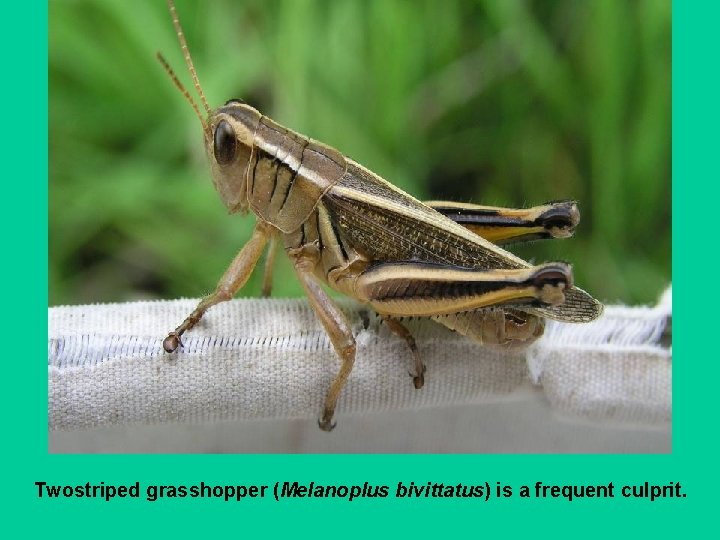 Twostriped grasshopper (Melanoplus bivittatus) is a frequent culprit. 