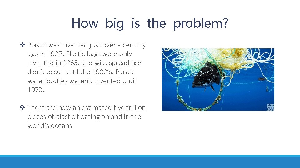 How big is the problem? v Plastic was invented just over a century ago