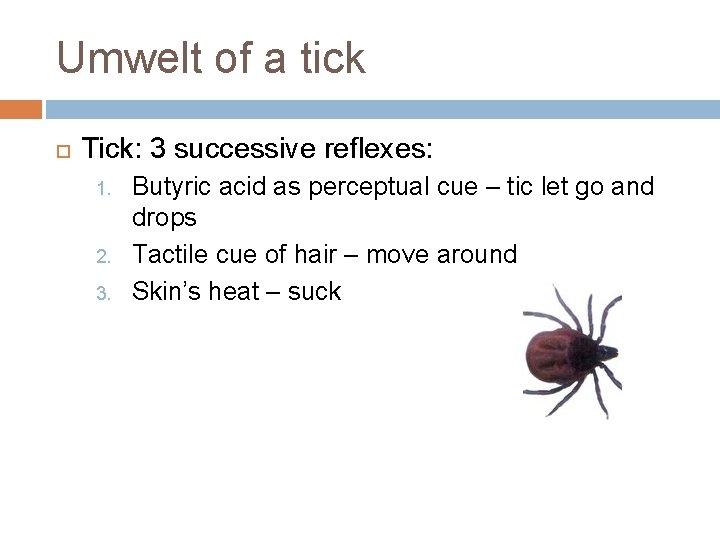 Umwelt of a tick Tick: 3 successive reflexes: 1. 2. 3. Butyric acid as