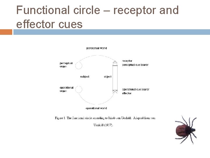 Functional circle – receptor and effector cues 