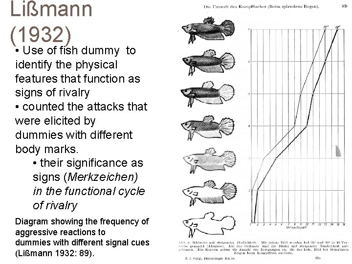 Lißmann (1932) • Use of fish dummy to identify the physical features that function