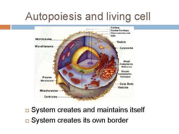 Autopoiesis and living cell System creates and maintains itself System creates its own border