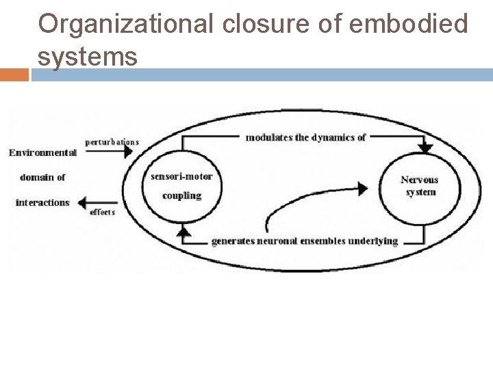 Organizational closure of embodied systems 